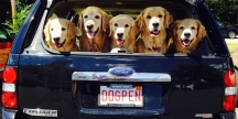 DogPen